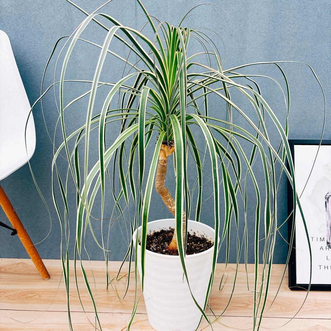 ［現品］【希少】ブコニア　レクルバータ　バリエガータ　7号　観葉植物　室内　レア