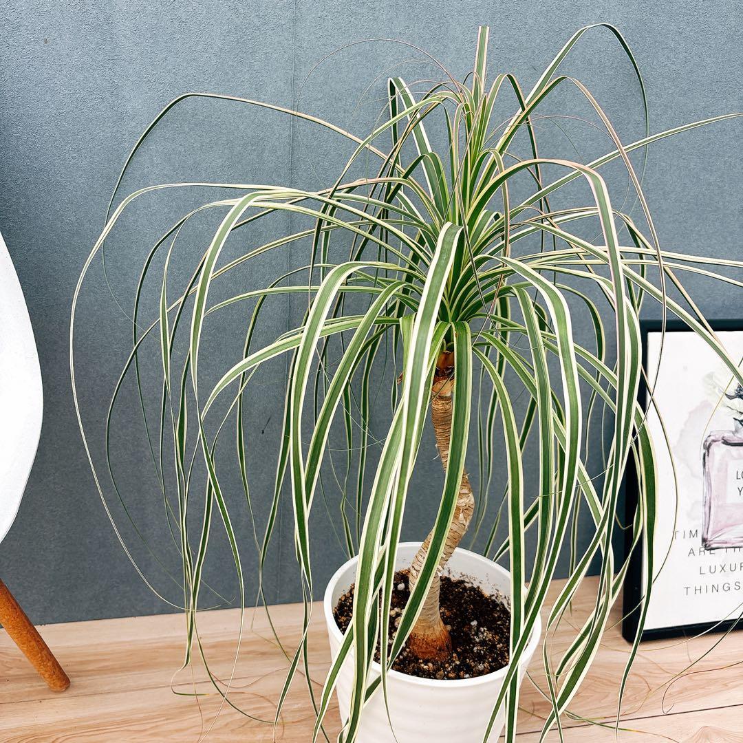 ［現品］【希少】ブコニア　レクルバータ　バリエガータ　7号　観葉植物　室内　レア