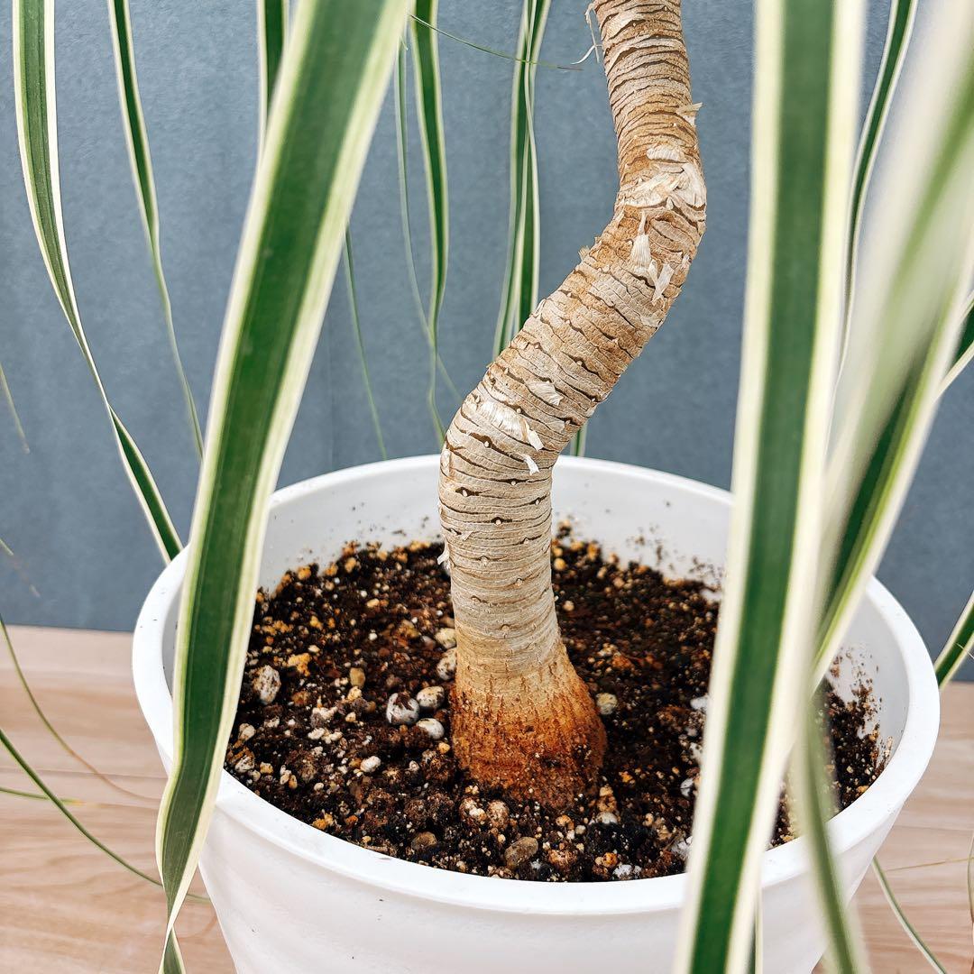 ［現品］【希少】ブコニア　レクルバータ　バリエガータ　7号　観葉植物　室内　レア