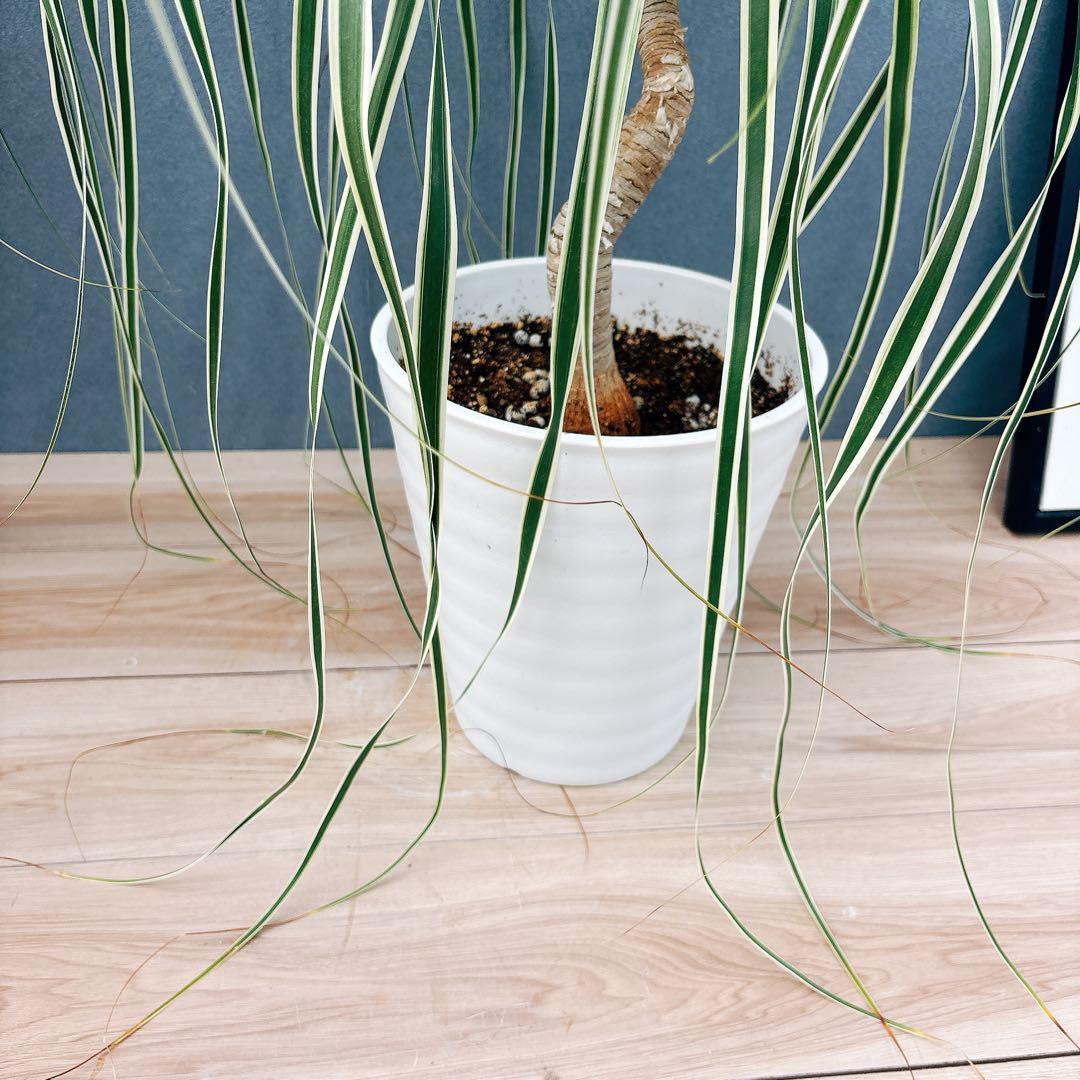 ［現品］【希少】ブコニア　レクルバータ　バリエガータ　7号　観葉植物　室内　レア