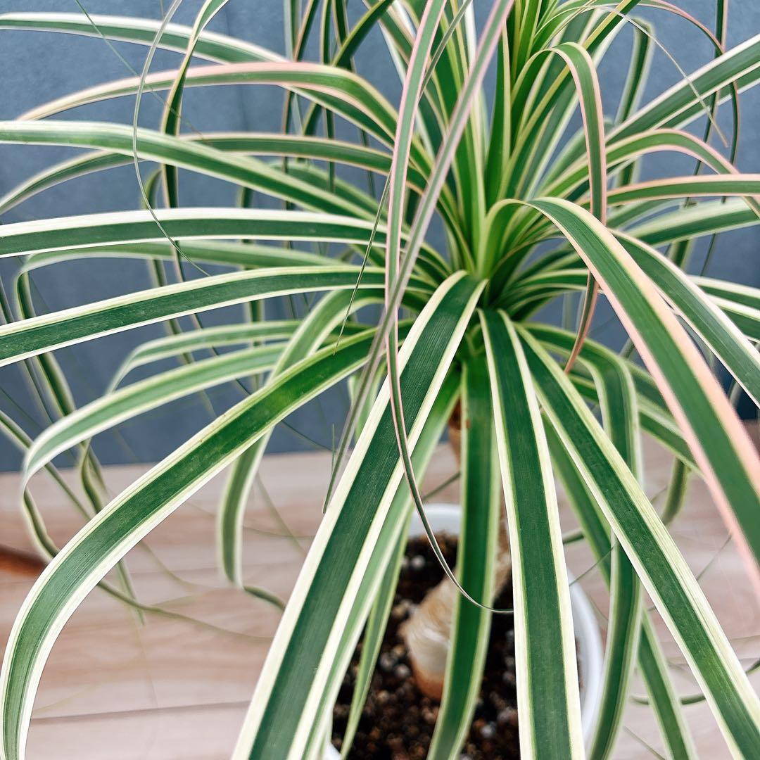 ［現品］【希少】ブコニア　レクルバータ　バリエガータ　7号　観葉植物　室内　レア