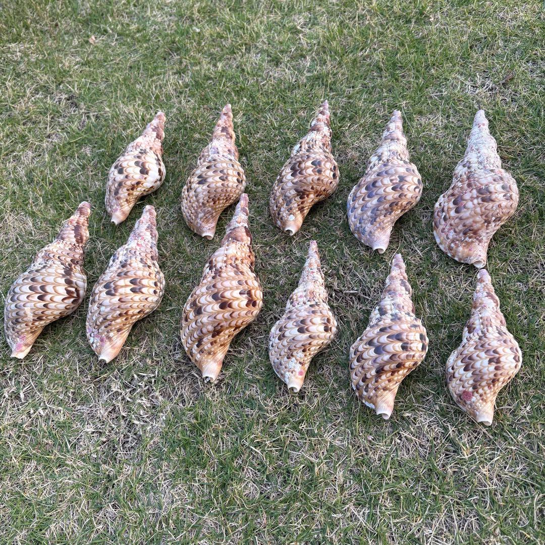 法螺貝＊ほら貝＊ホラ貝 11個セット 約15㎝ 宮古島産 - メルカリ