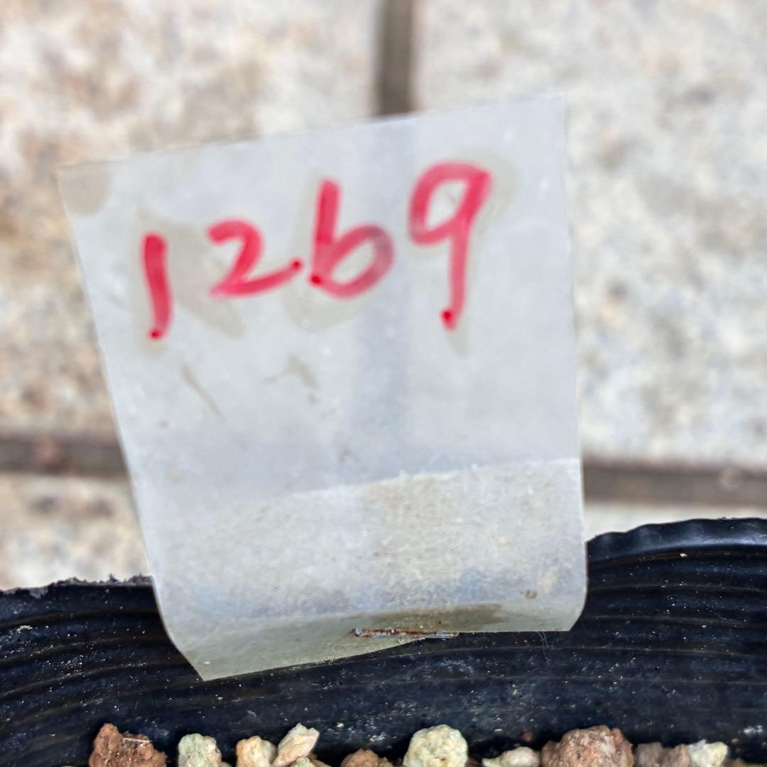 G*u様 1269【超小輪 ヘルツェ×ムルチ×トルカ】クリスマスローズ