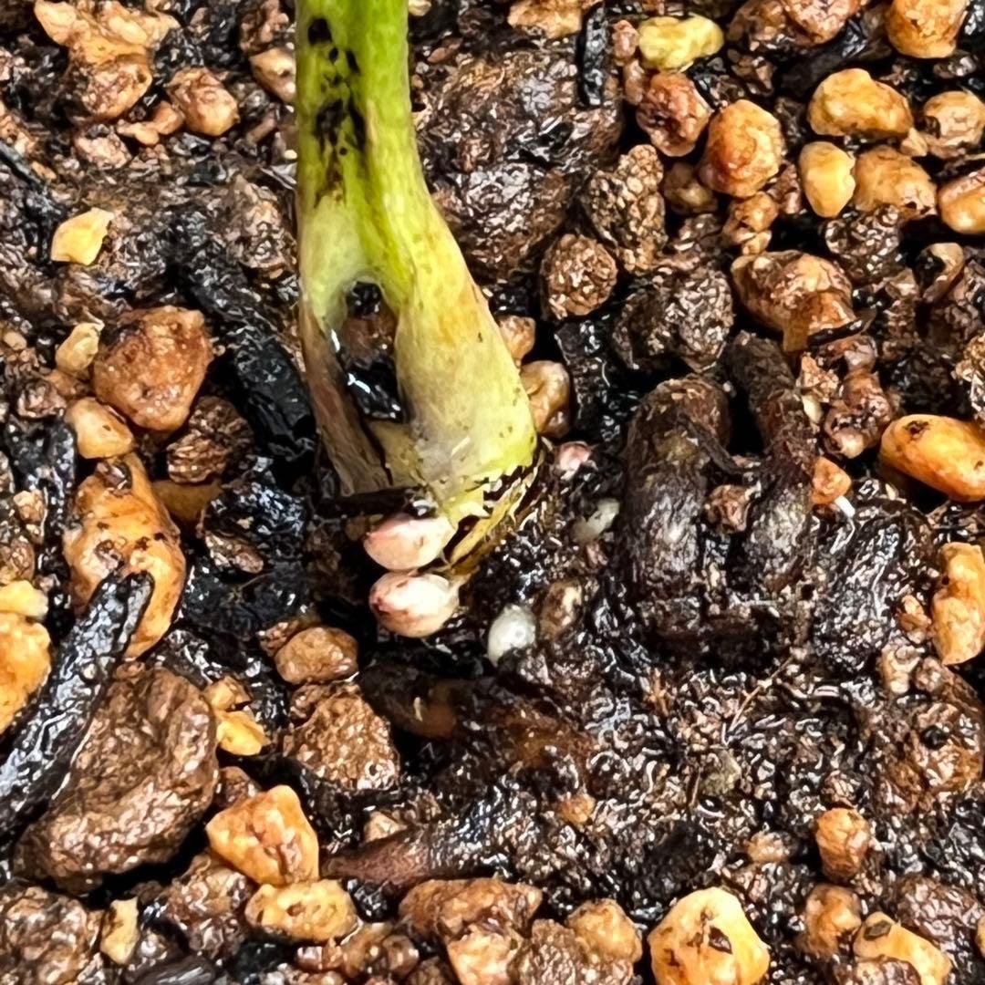 G*u様 1269【超小輪 ヘルツェ×ムルチ×トルカ】クリスマスローズ