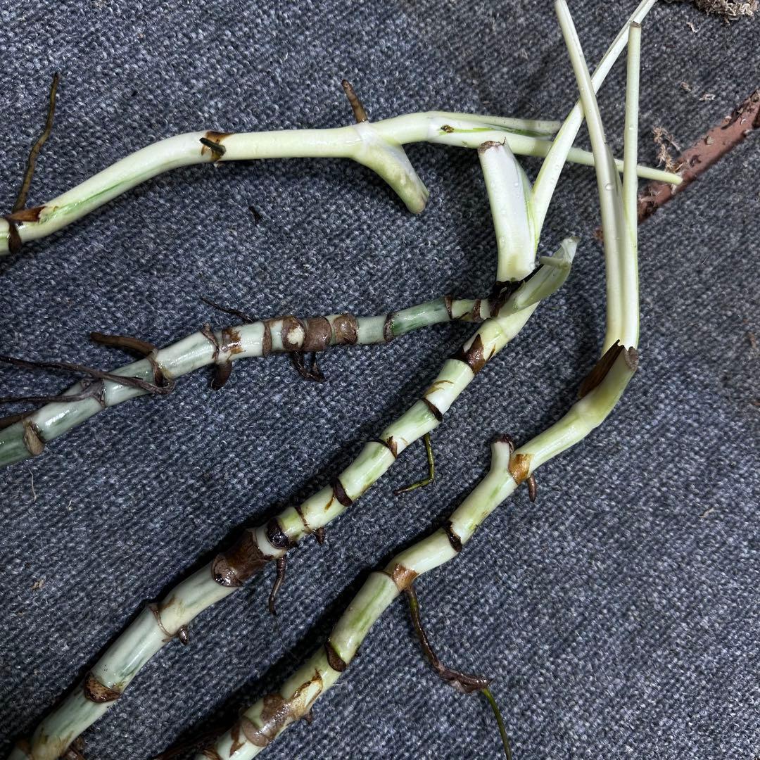 K*様 斑入りモンステラホワイトタイガー大茎4株おまとめ オリ