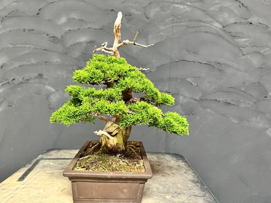 造園職人が作る盆栽　糸魚川真柏