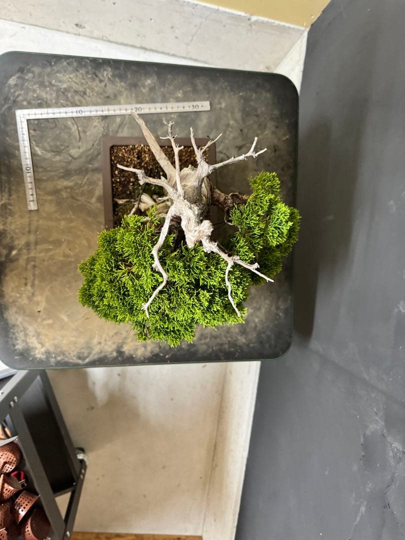 造園職人が作る盆栽　糸魚川真柏