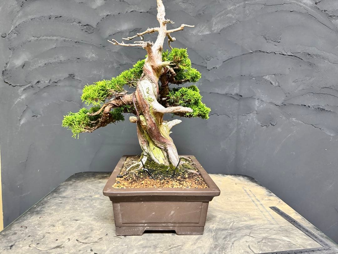 造園職人が作る盆栽　糸魚川真柏