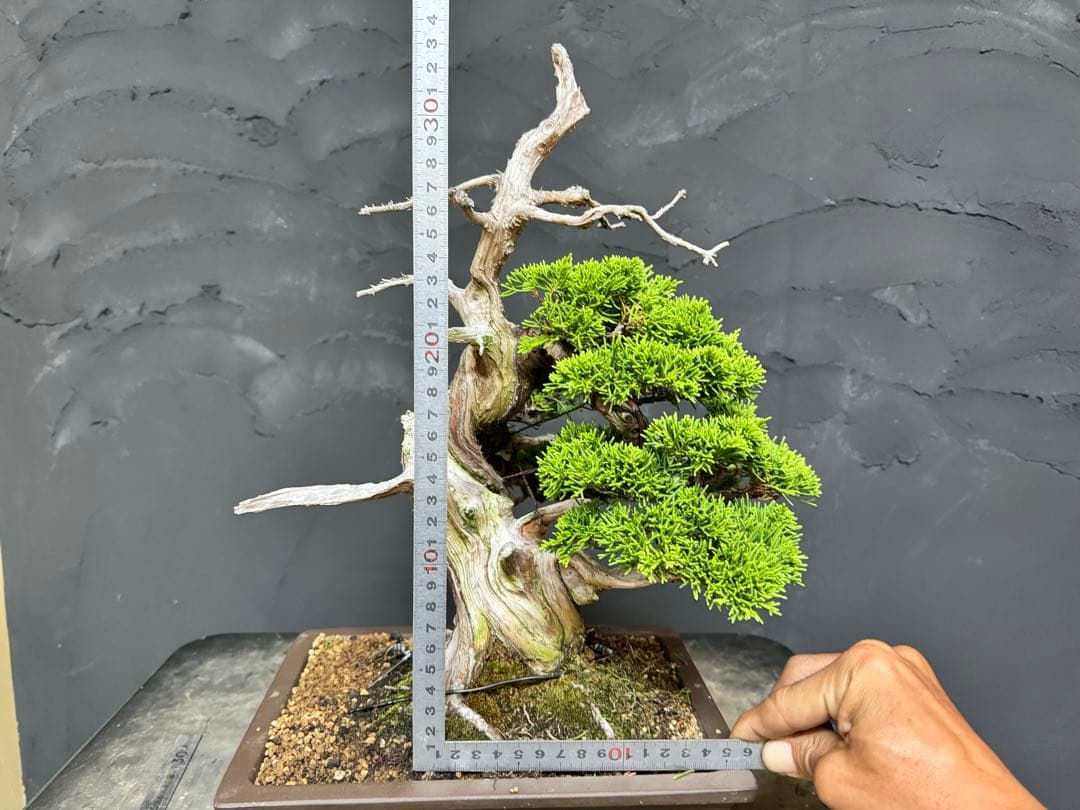 造園職人が作る盆栽　糸魚川真柏