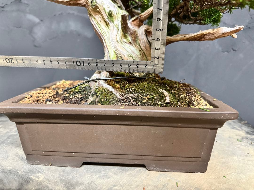 造園職人が作る盆栽　糸魚川真柏