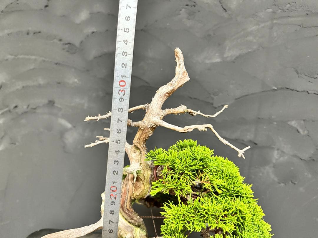 造園職人が作る盆栽　糸魚川真柏