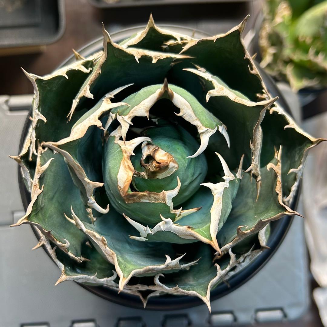 【強刺美株】アガベ　チタノタ　ボール株　発根済み株