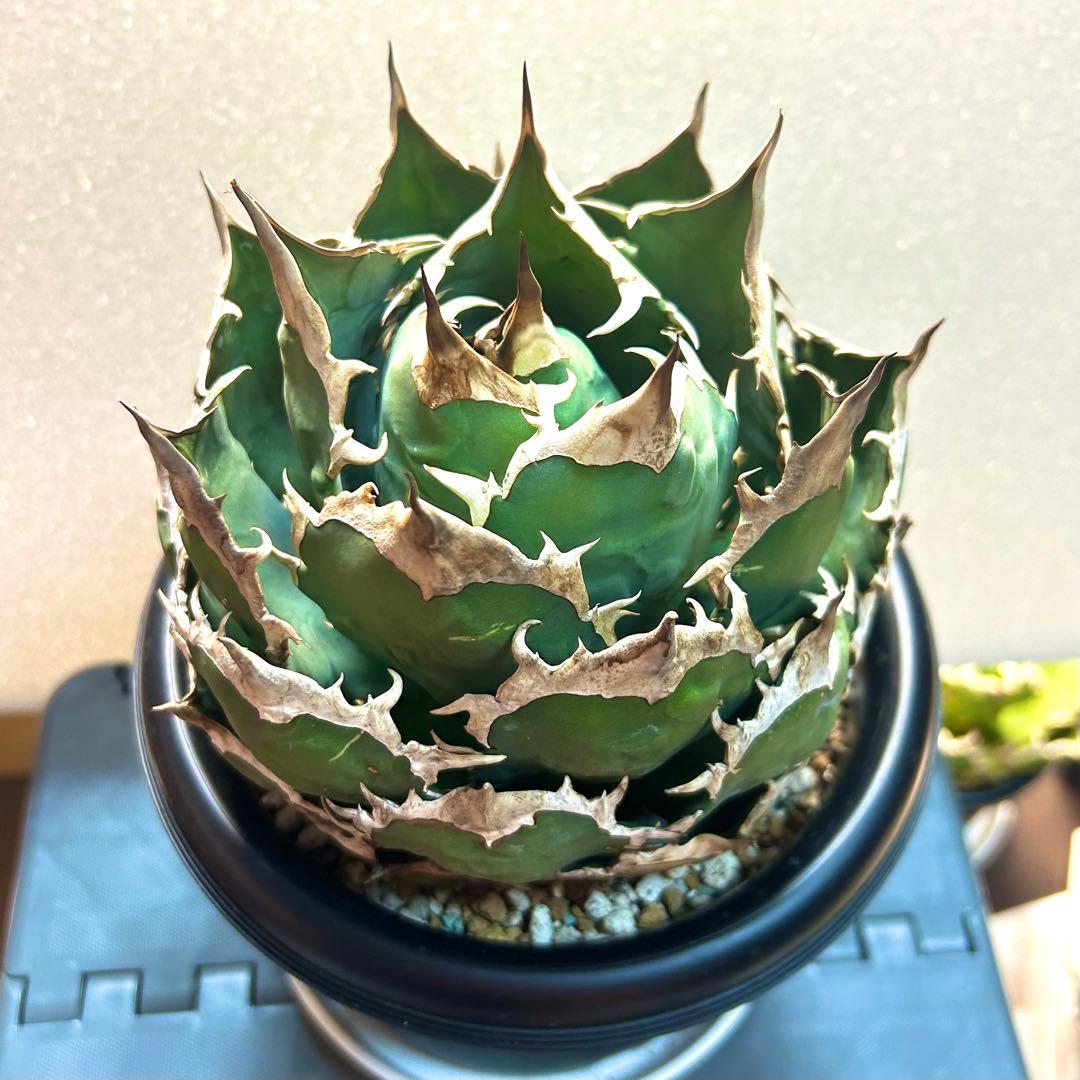 【強刺美株】アガベ　チタノタ　ボール株　発根済み株