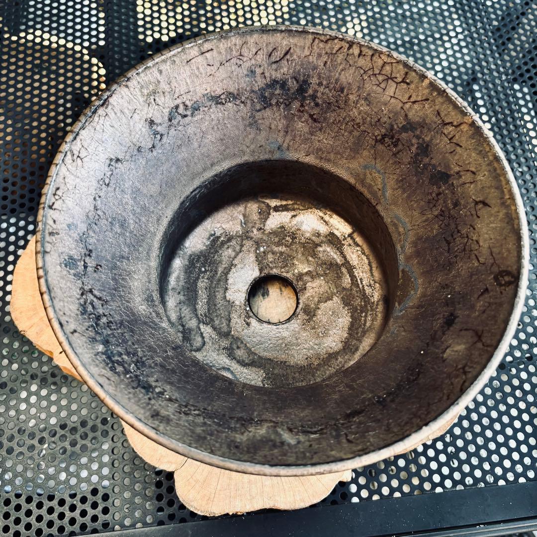 作家鉢 植木鉢 船串篤司 アガベ パキプス グラキリス 塊根 灌木 特大鉢