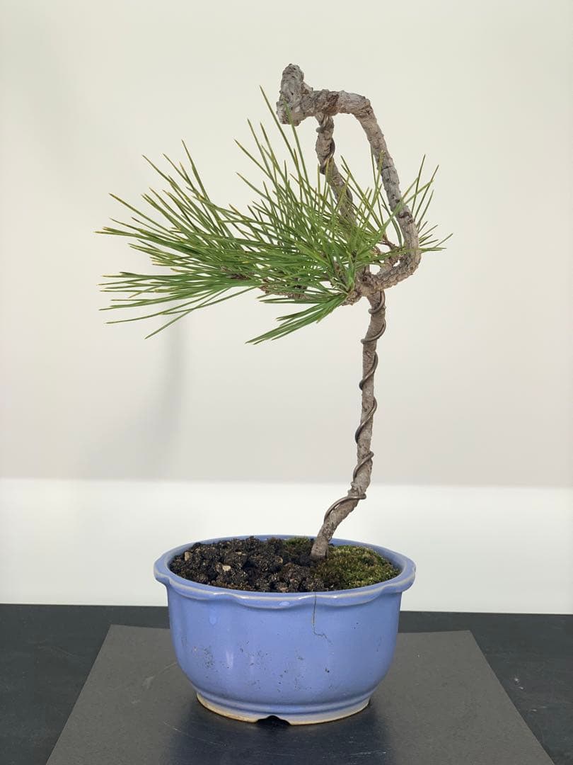 乙な幹流れ 文人黒松 樹高約33cm（検索/赤松五葉松真柏シャリ懸崖小品