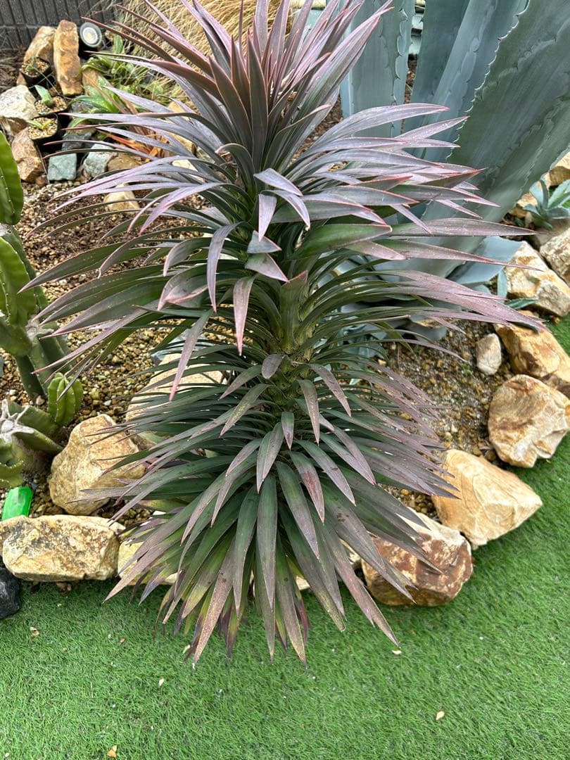 デスメティアーナ　※福岡県内で受け渡しできる方限定