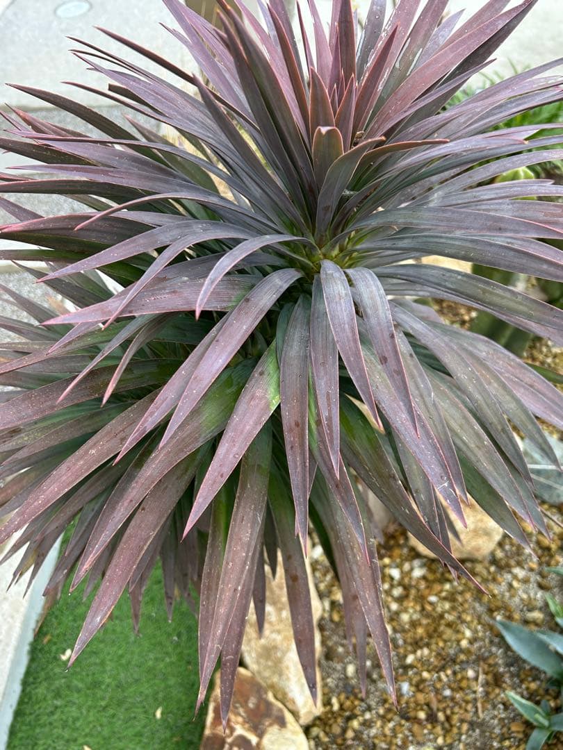 デスメティアーナ　※福岡県内で受け渡しできる方限定