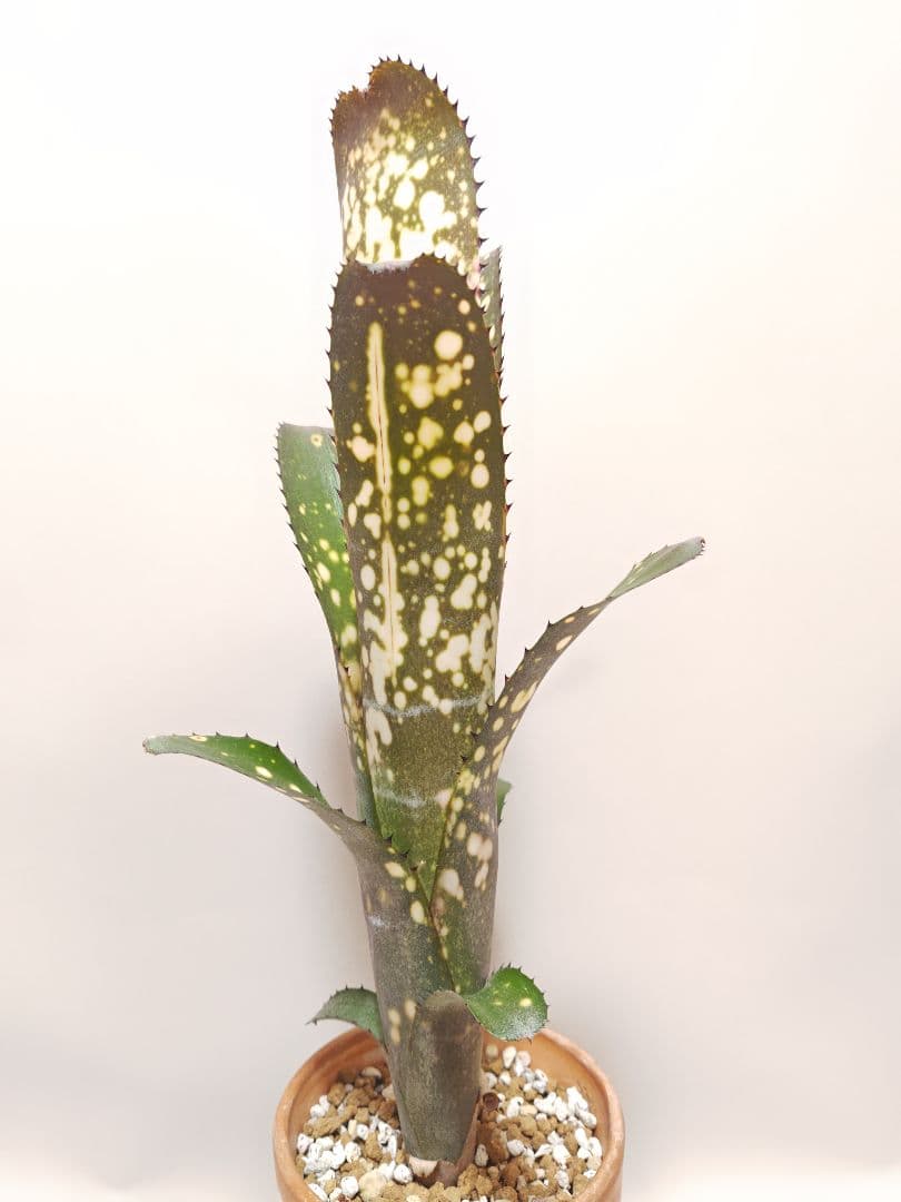 ビルベルギア　メリーモナーク