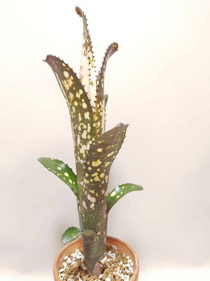 ビルベルギア　メリーモナーク