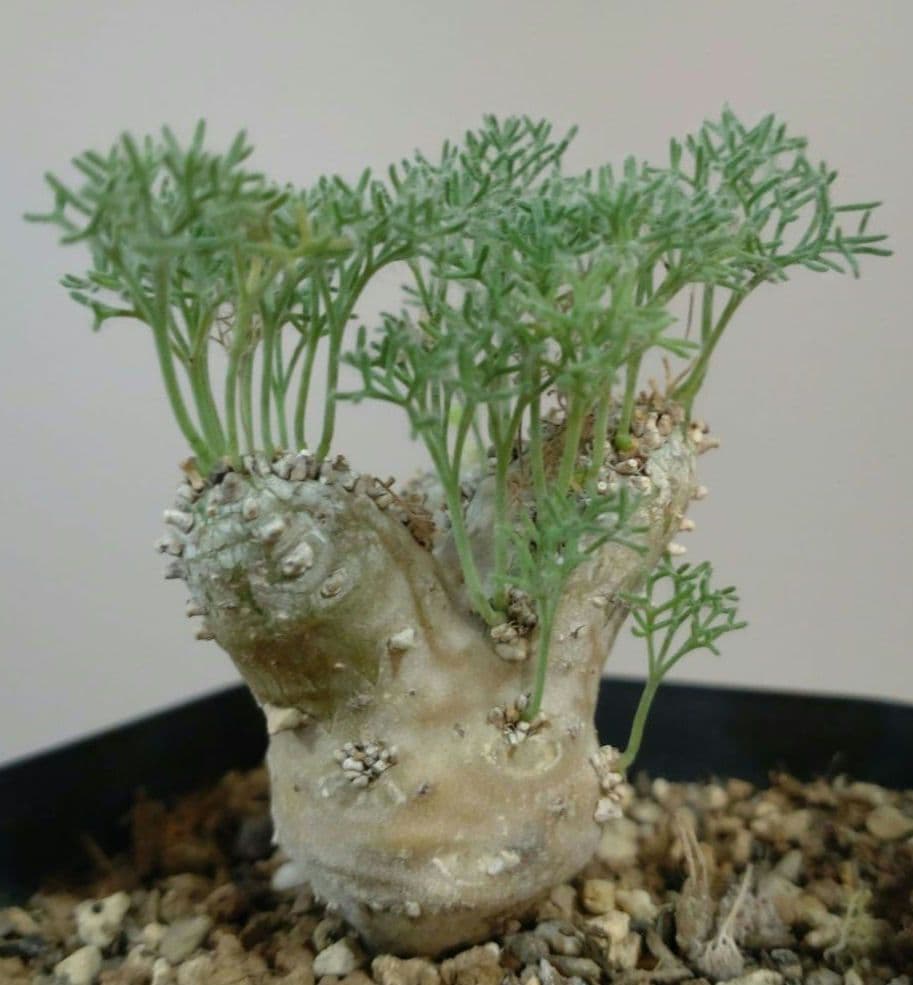 モンソニア ペニクリナム M.peniculinum 美株