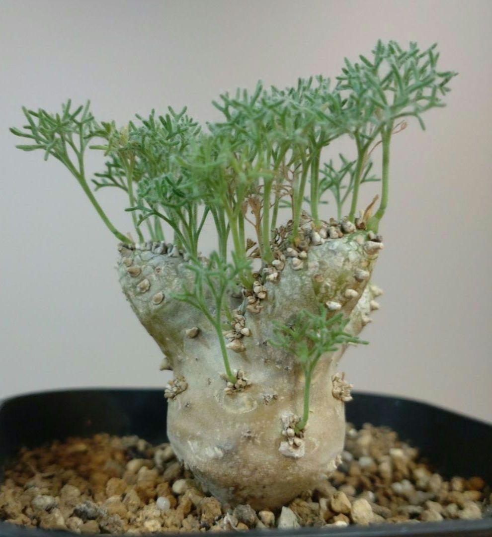 モンソニア ペニクリナム M.peniculinum 美株