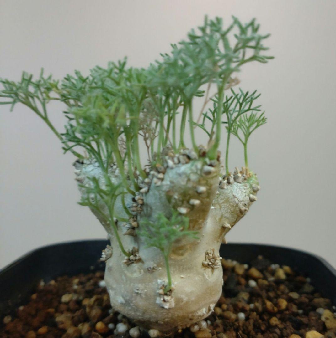 モンソニア ペニクリナム M.peniculinum 美株