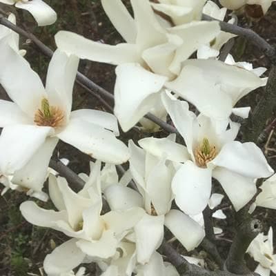 《現品》白モクレン　スノーホワイト　樹高1.9ｍ（根鉢含まず）63【庭木/苗木】