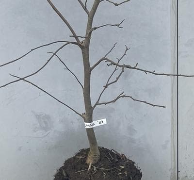 《現品》白モクレン　スノーホワイト　樹高1.9ｍ（根鉢含まず）63【庭木/苗木】