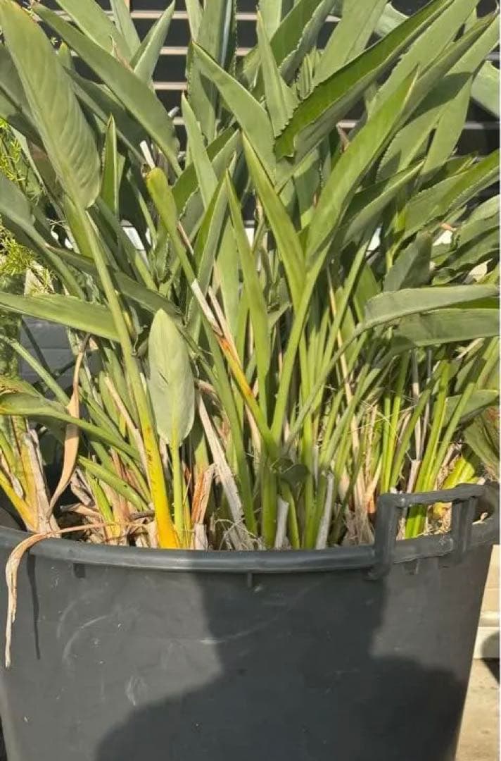 ストレリチア・レギネ（極楽鳥花）　約15株の鉢植　ユッカ　ロストラータ　アガベ