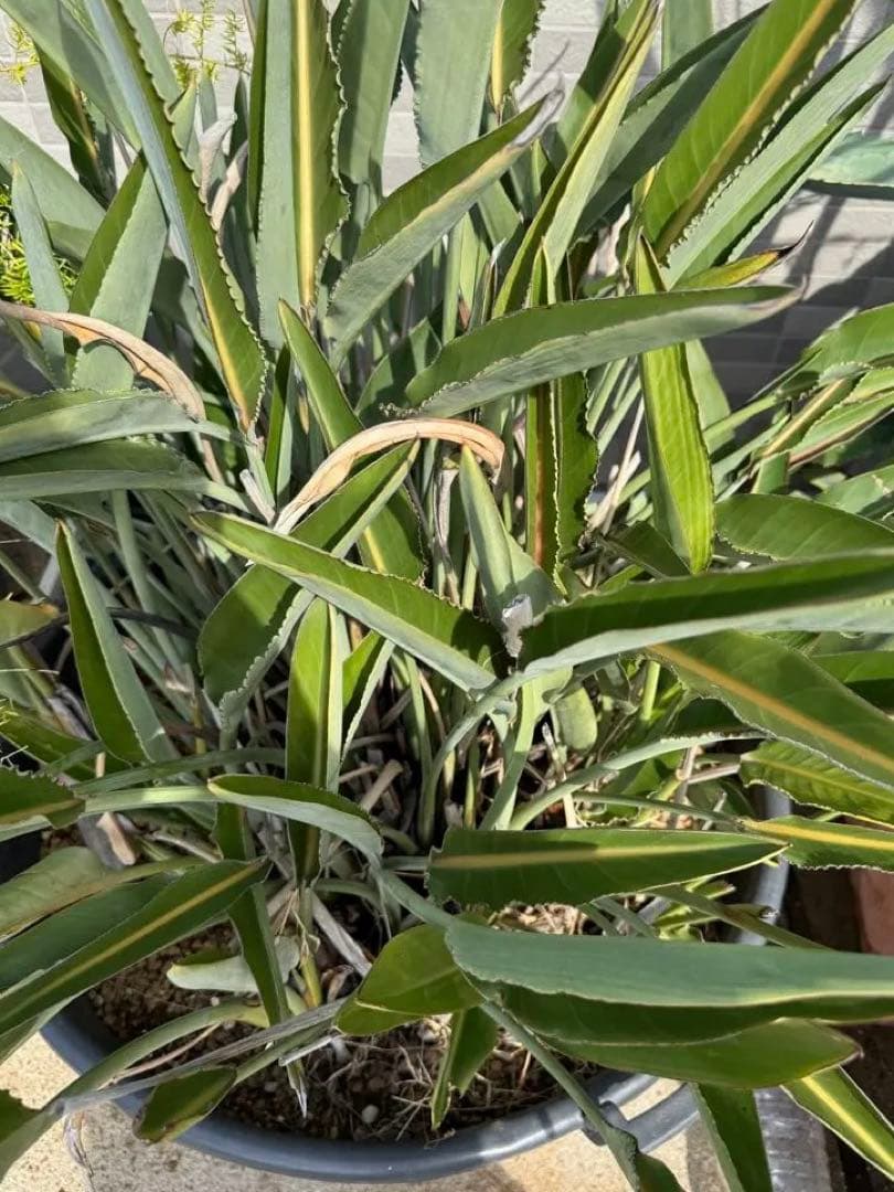 ストレリチア・レギネ（極楽鳥花）　約15株の鉢植　ユッカ　ロストラータ　アガベ