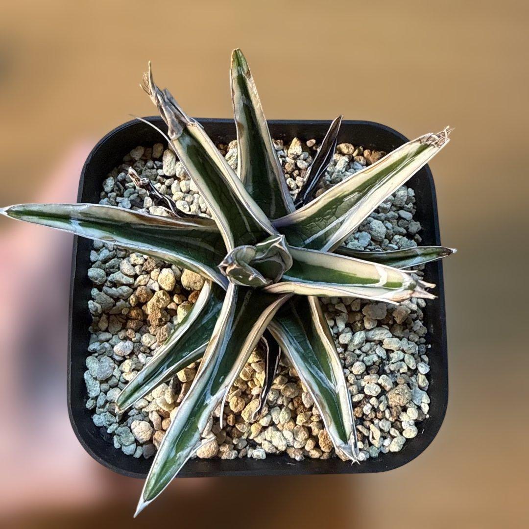 アガベ 氷山 プレステラ120 極上ペンキ 写真8枚目が親株 速達で送り