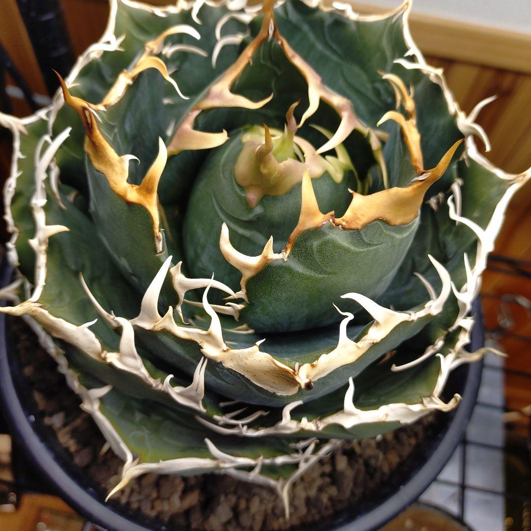 アガベ チタノタ 白鯨 WW3 コレクション株 いいね不要