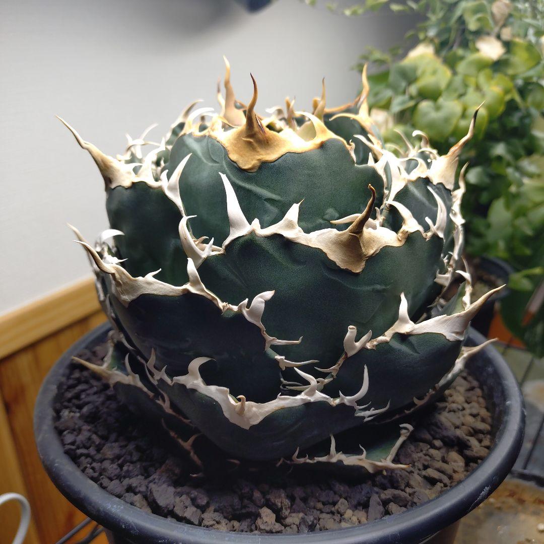 アガベ チタノタ 白鯨 WW3 コレクション株 いいね不要