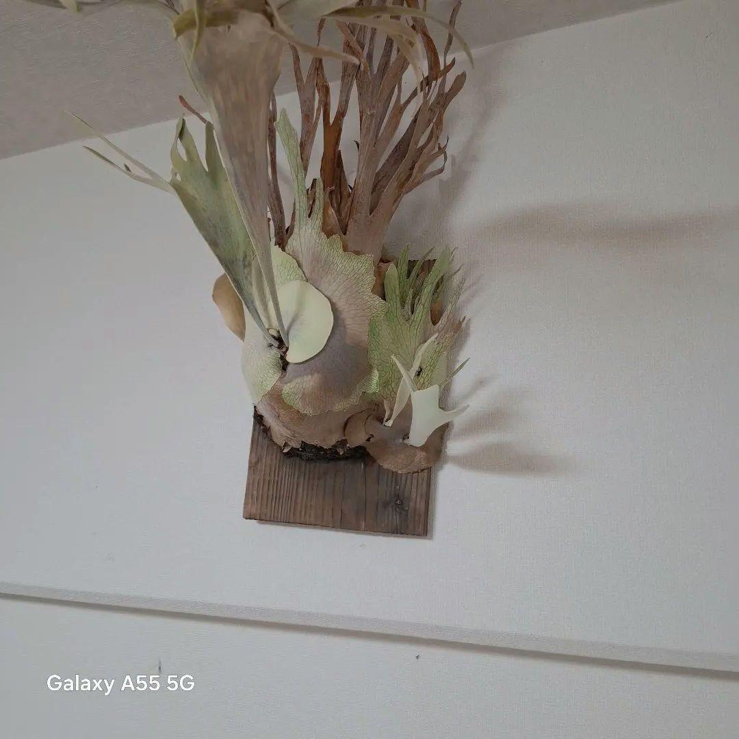 Pedoro Tatsuta Bacteria spore 2点セット