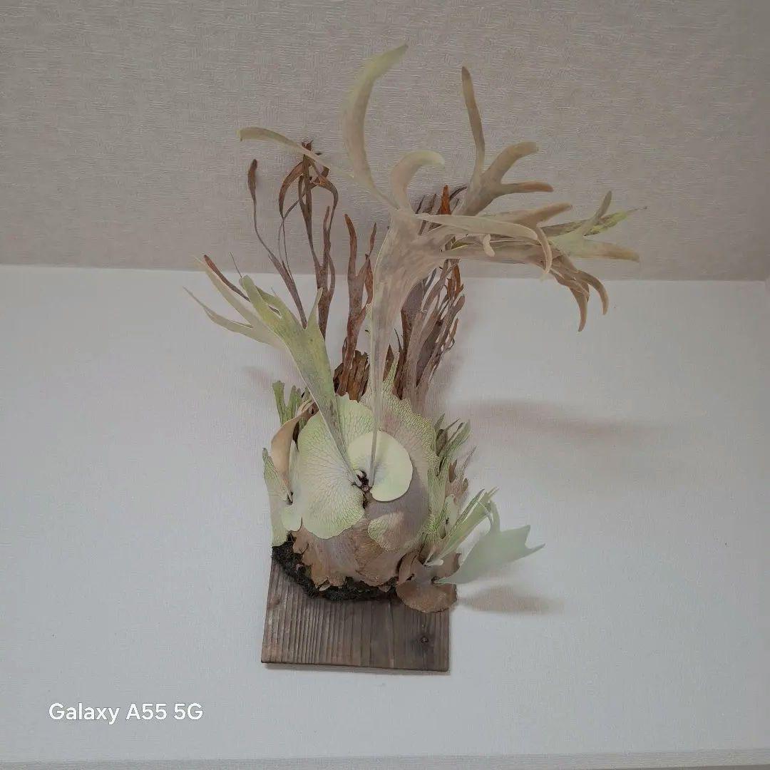 Pedoro Tatsuta Bacteria spore 2点セット