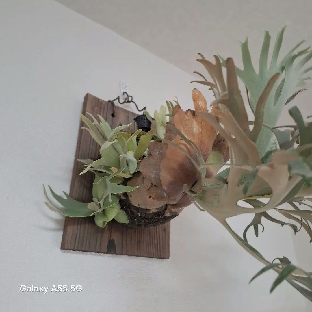 Pedoro Tatsuta Bacteria spore 2点セット