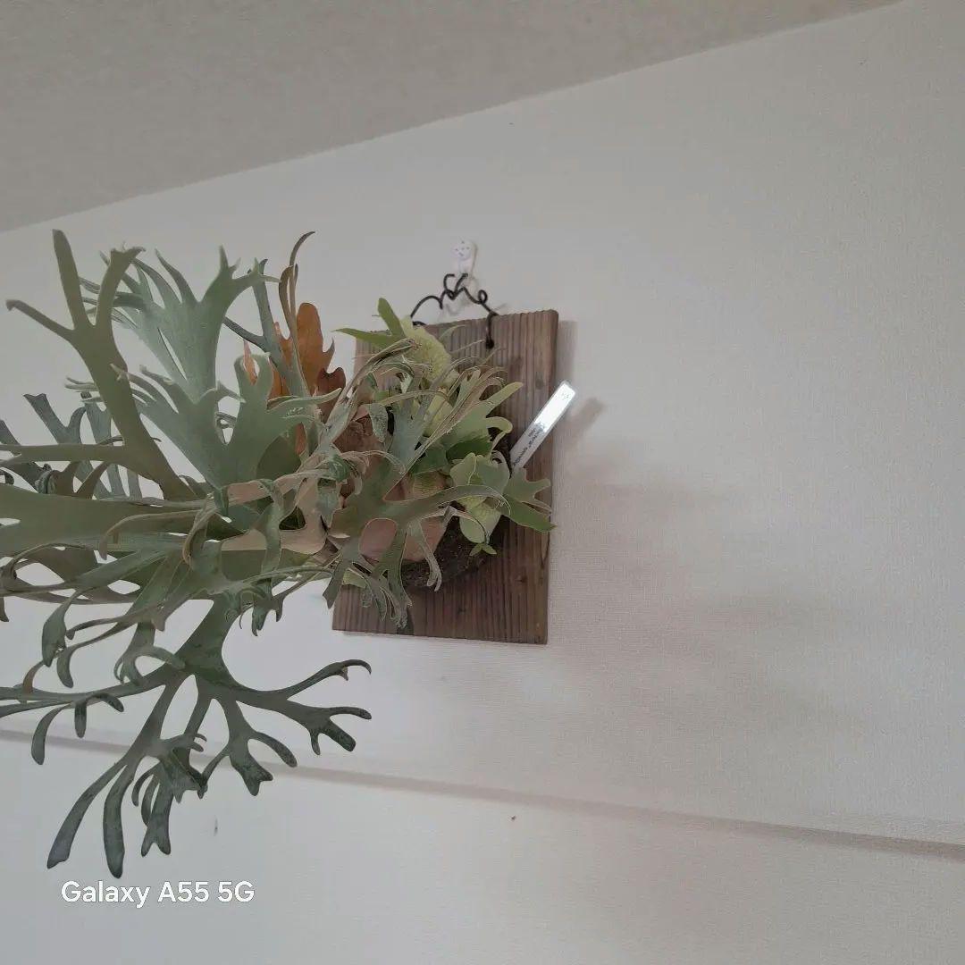 Pedoro Tatsuta Bacteria spore 2点セット