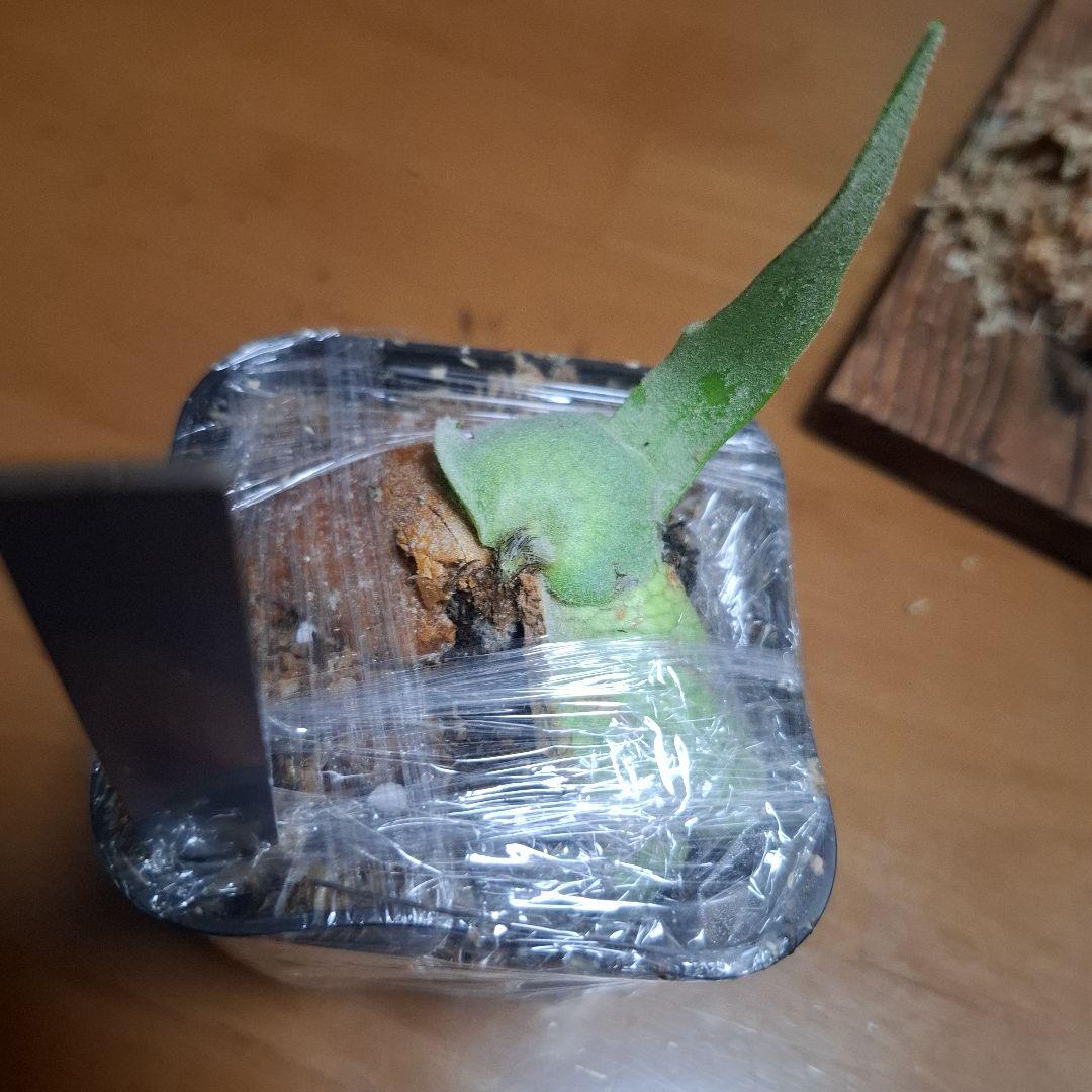 Pedoro Tatsuta Bacteria spore 2点セット