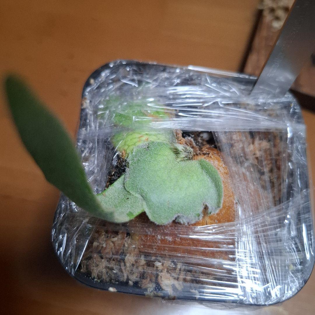 Pedoro Tatsuta Bacteria spore 2点セット