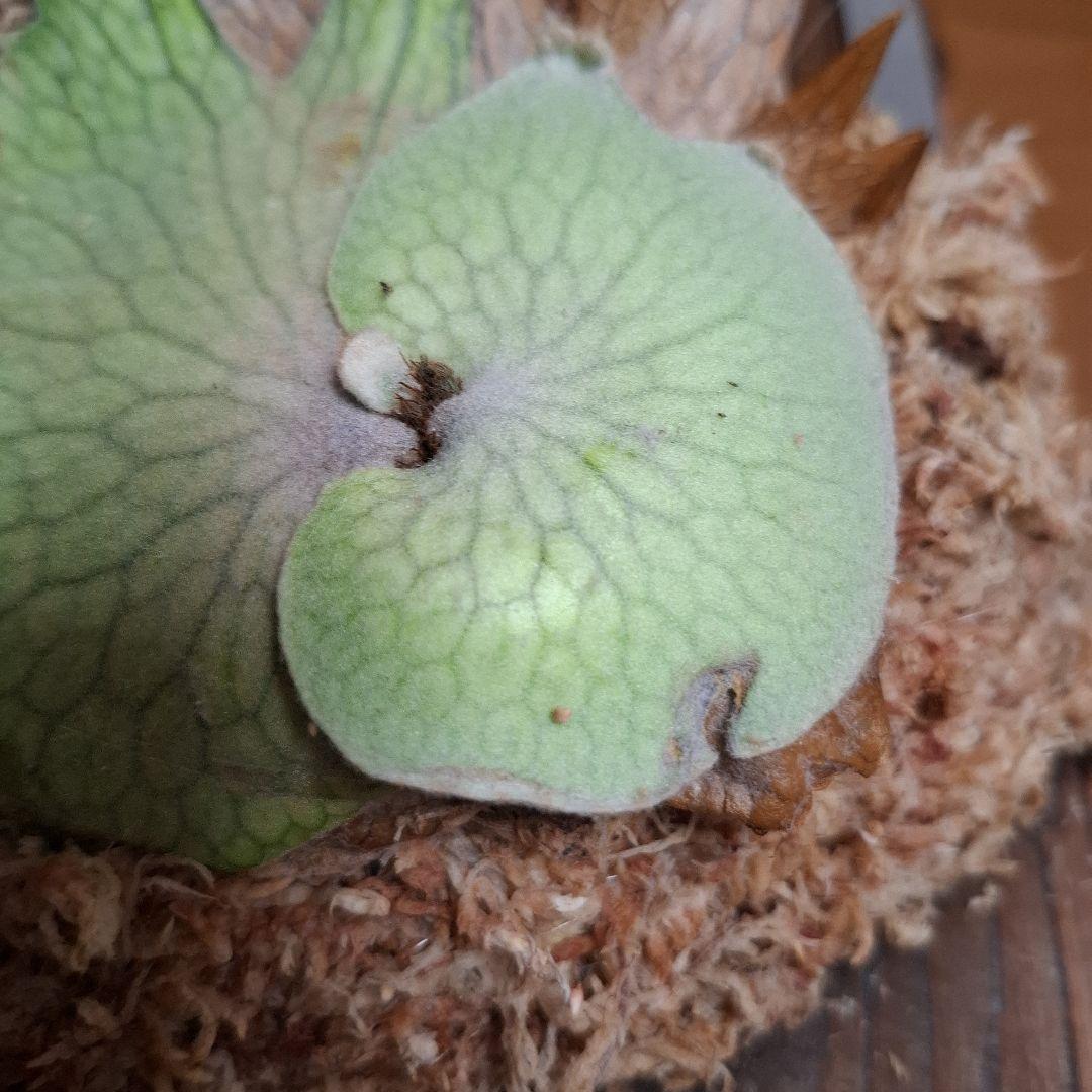 Pedoro Tatsuta Bacteria spore 2点セット