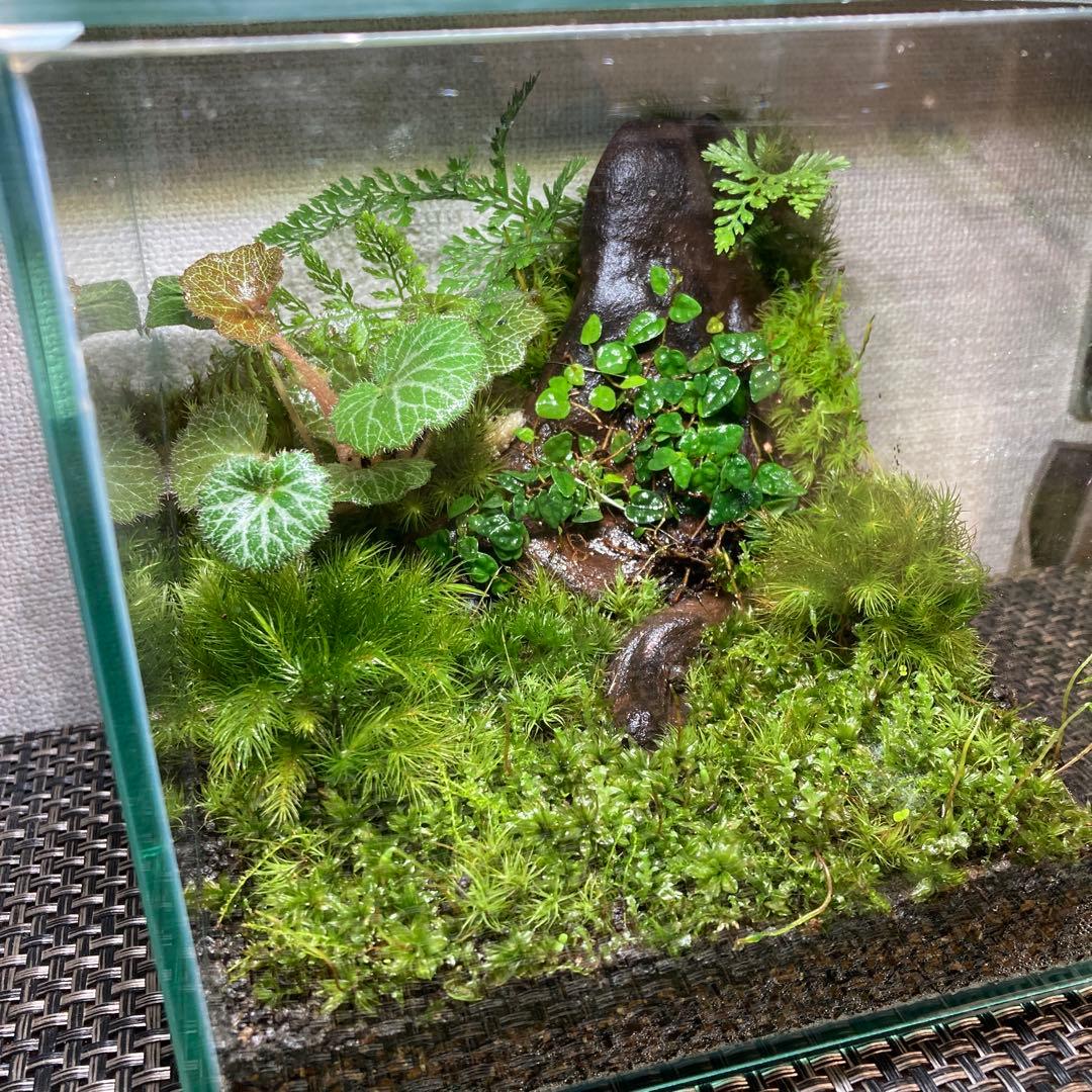 苔テラリウム　No.５２３