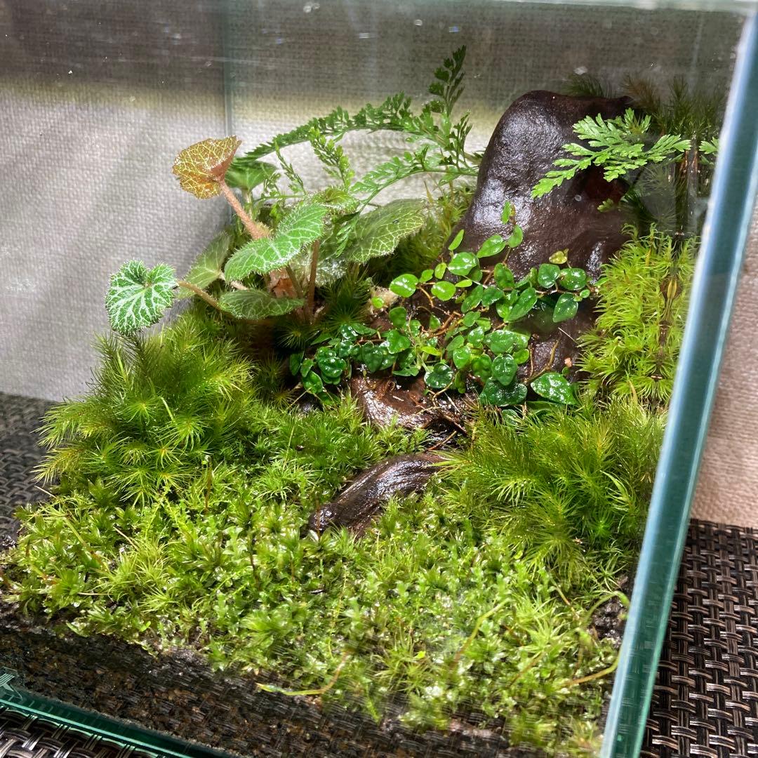 苔テラリウム　No.５２３