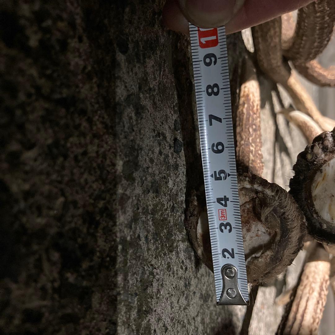 鹿の角 インテリア装飾