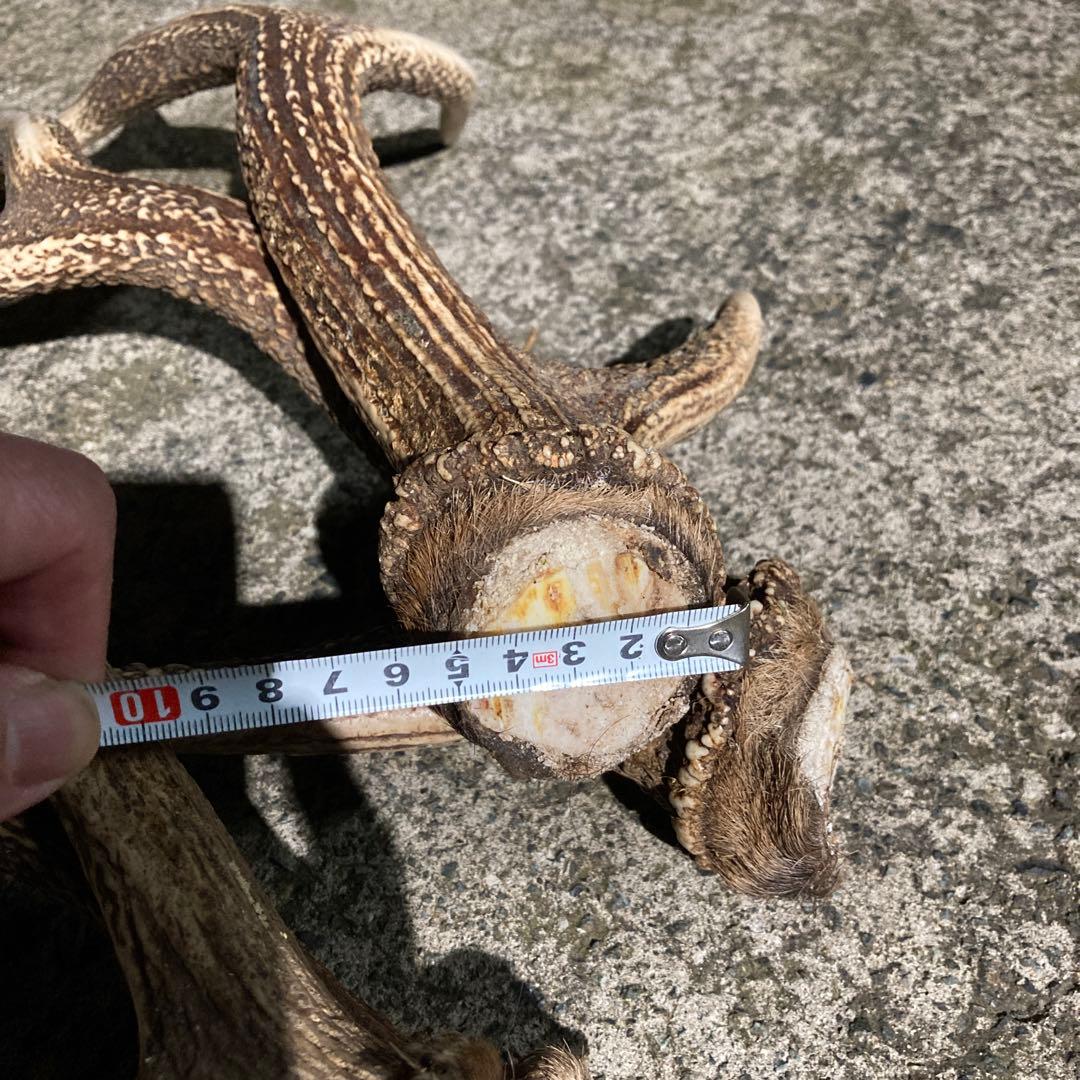 鹿の角 インテリア装飾