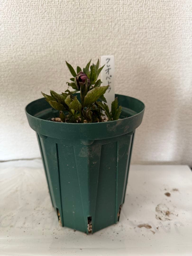 クリスマスマスローズ、クレオパトラ、ダークレッド