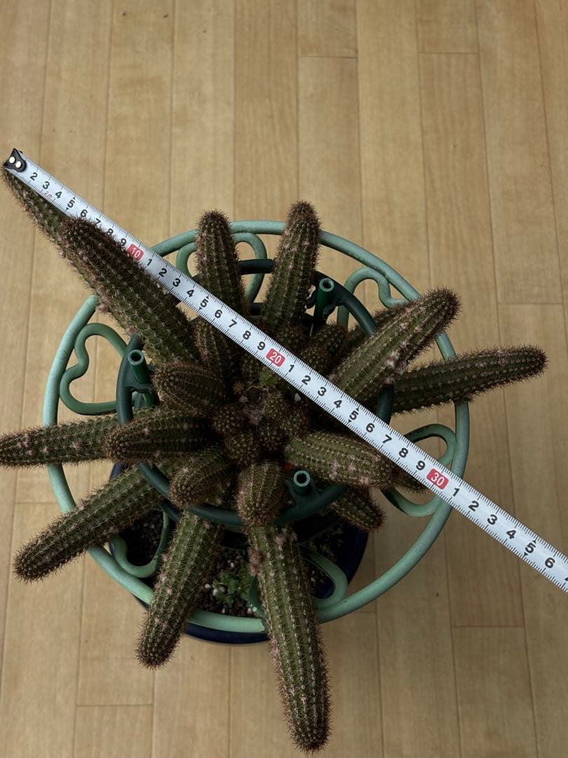 つぼみ付き】多肉植物 花サボテン 白檀 トゥルーディ （袖ヶ浦接ぎ木