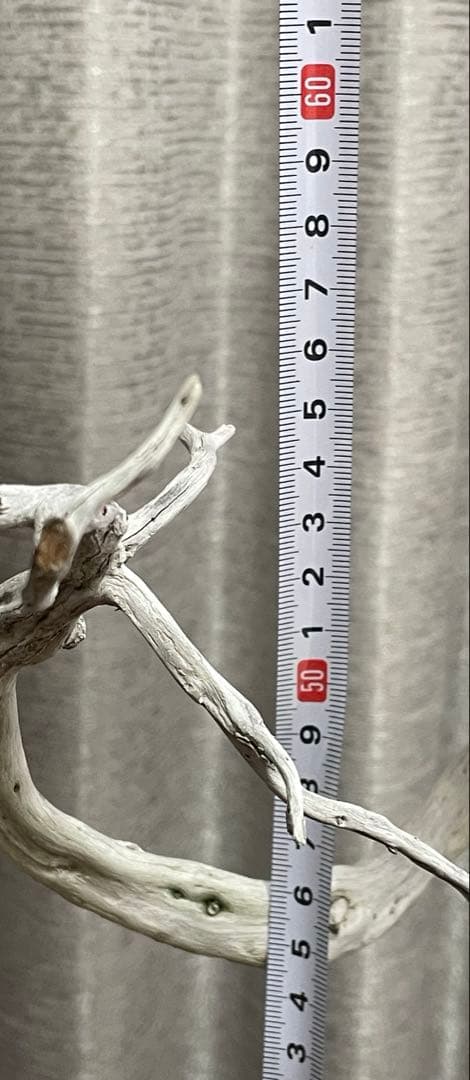 真柏　山木　天神が魅力的な山採り