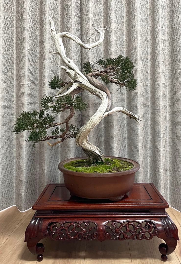 真柏　山木　天神が魅力的な山採り