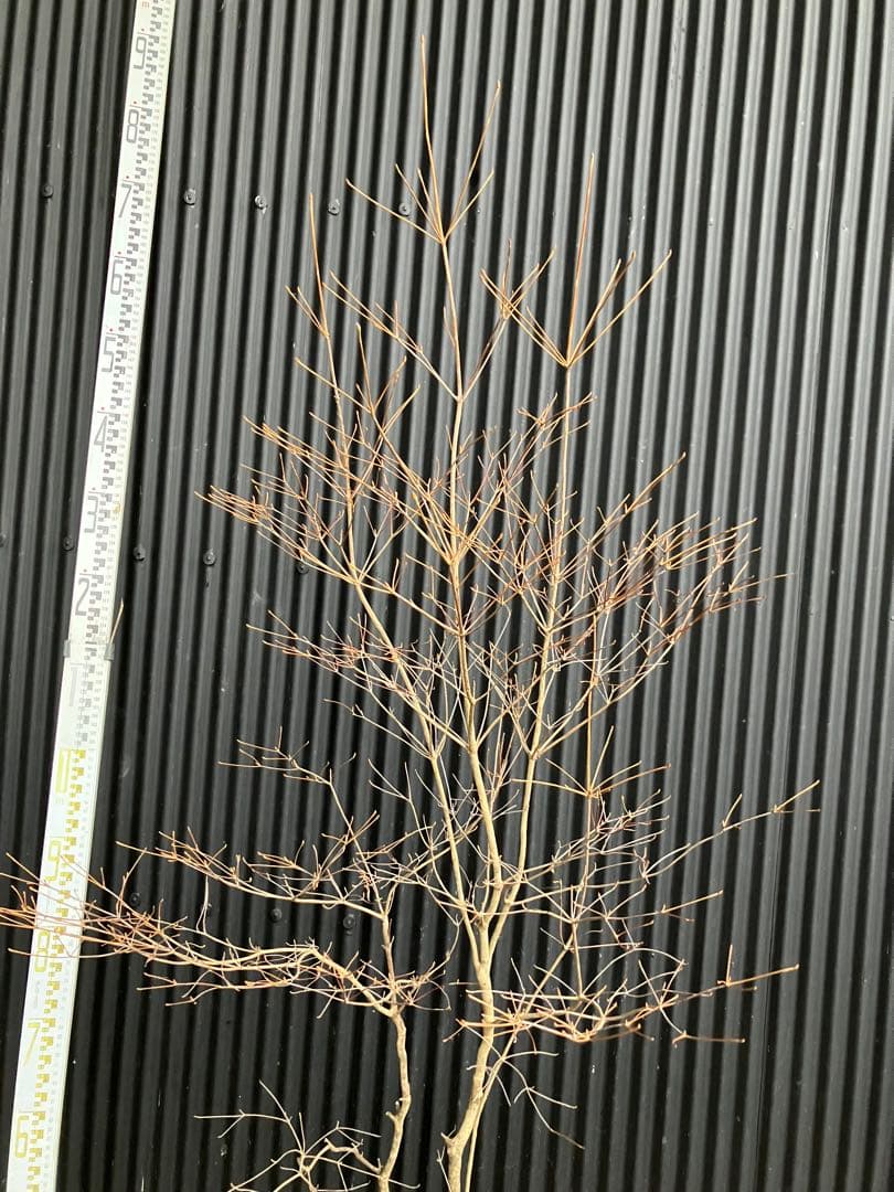 山採り　ドウダンツツジ