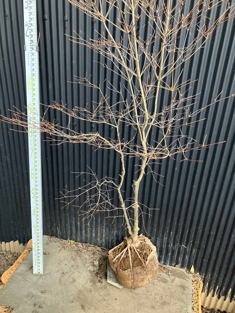 山採り　ドウダンツツジ